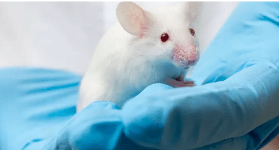 Laborarotio_ratas